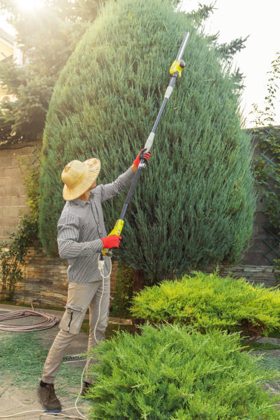 Best Hazardous Tree Removal  in Las Lomas, CA